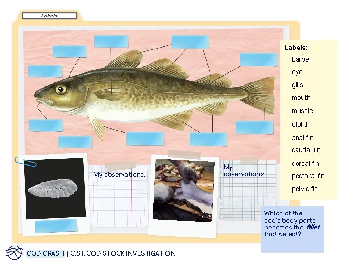 Labels: barbel eye gills mouth muscle otolith anal fin caudal fin My observations: dorsal