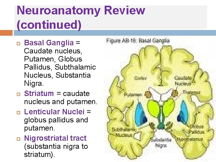 Neuroanatomy Review (continued) Basal Ganglia = Caudate nucleus, Putamen, Globus Pallidus, Subthalamic Nucleus, Substantia Neuroanatomy Review (continued) Basal Ganglia = Caudate nucleus, Putamen, Globus Pallidus, Subthalamic Nucleus, Substantia