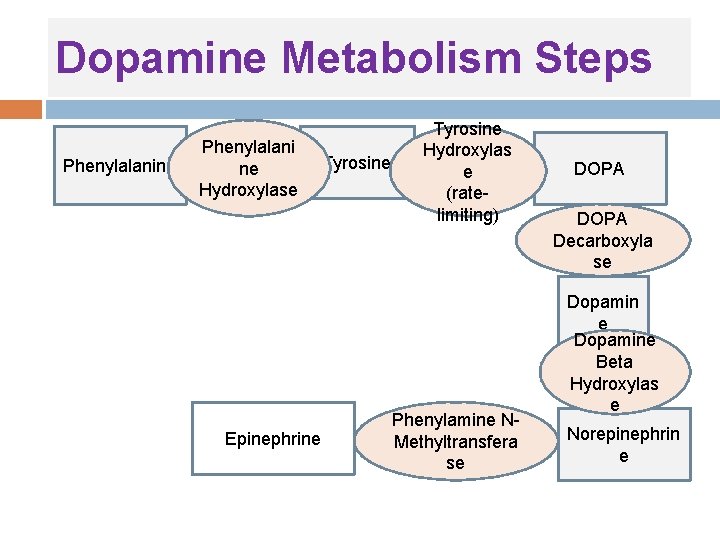 Dopamine Metabolism Steps Phenylalanine Phenylalani ne Hydroxylase Epinephrine Tyrosine Hydroxylas e (ratelimiting) Phenylamine NMethyltransfera Dopamine Metabolism Steps Phenylalanine Phenylalani ne Hydroxylase Epinephrine Tyrosine Hydroxylas e (ratelimiting) Phenylamine NMethyltransfera