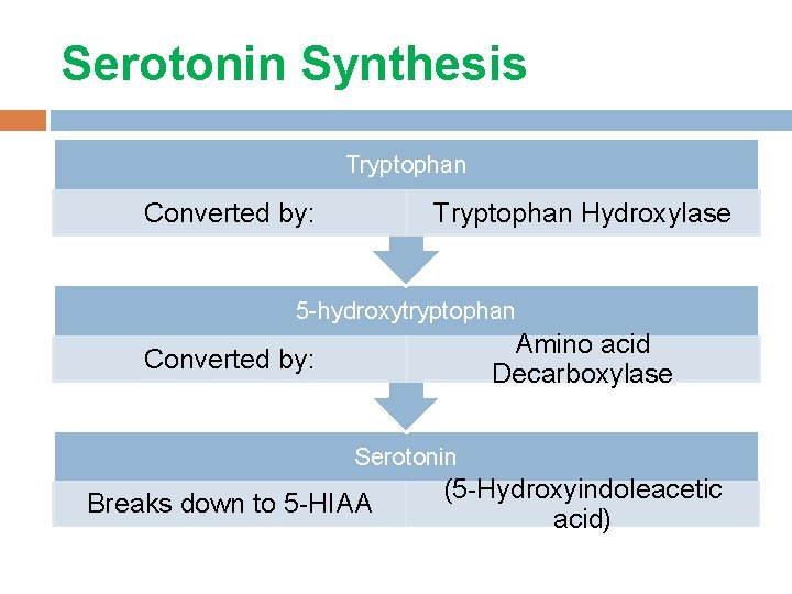 Serotonin Synthesis Tryptophan Converted by: Tryptophan Hydroxylase 5 -hydroxytryptophan Amino acid Decarboxylase Converted by: Serotonin Synthesis Tryptophan Converted by: Tryptophan Hydroxylase 5 -hydroxytryptophan Amino acid Decarboxylase Converted by: