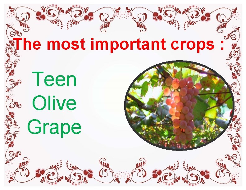 The most important crops : Teen Olive Grape The most important crops : Teen Olive Grape