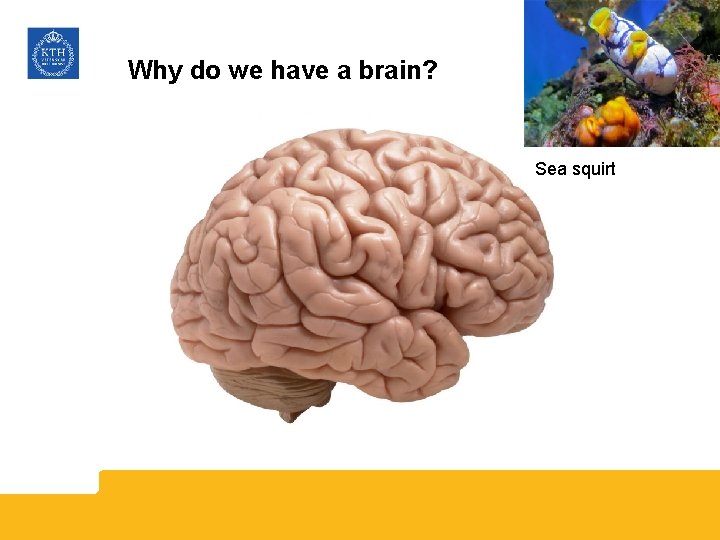 Why do we have a brain? Sea squirt 