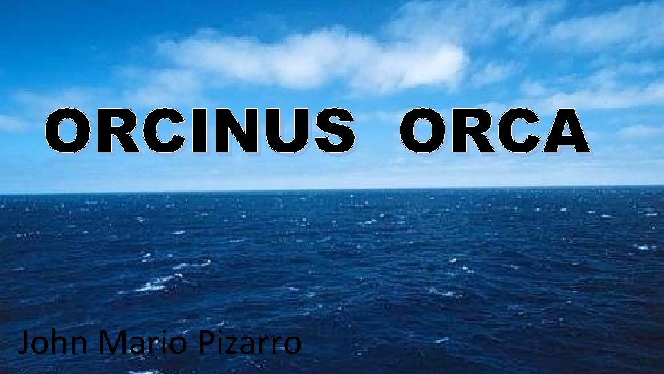 ORCINUS ORCA John Mario Pizarro 