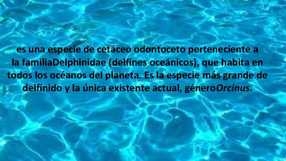 es una especie de cetáceo odontoceto perteneciente a la familia. Delphinidae (delfines oceánicos), que