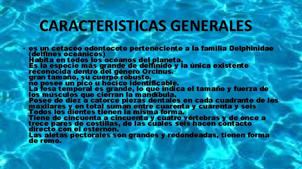 CARACTERISTICAS GENERALES • es un cetáceo odontoceto perteneciente a la familia Delphinidae (delfines oceánicos)