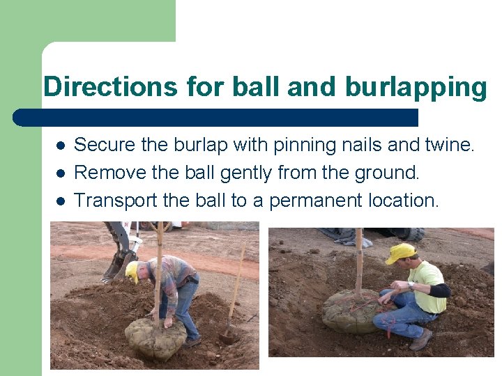 Directions for ball and burlapping l l l Secure the burlap with pinning nails