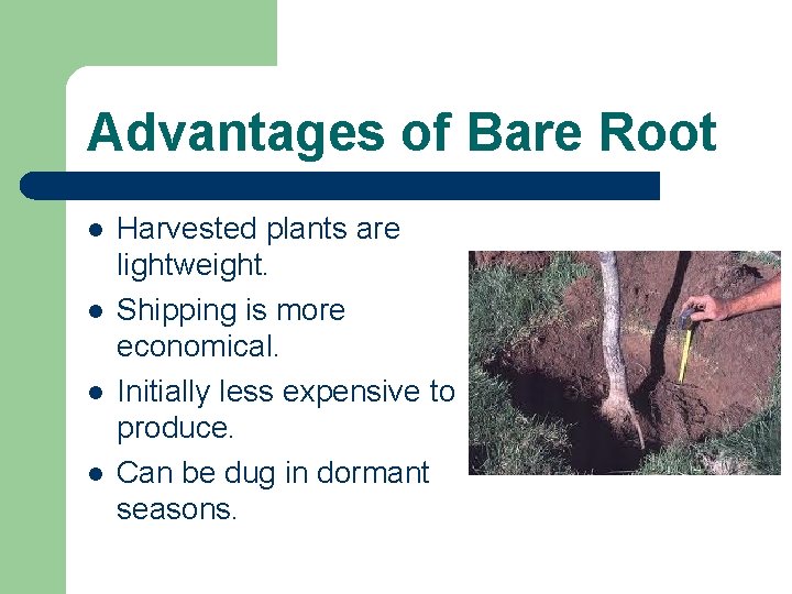 Advantages of Bare Root l l Harvested plants are lightweight. Shipping is more economical.