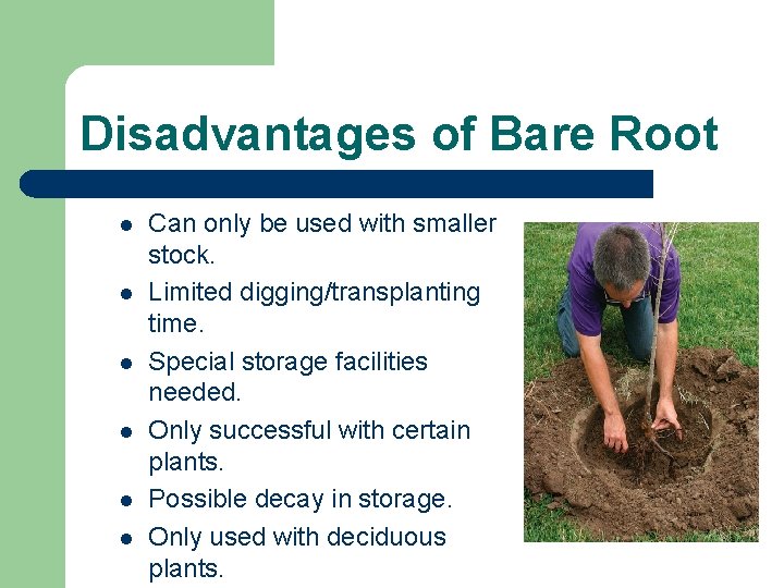 Disadvantages of Bare Root l l l Can only be used with smaller stock.