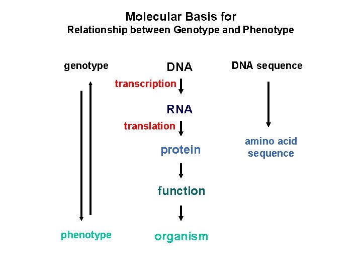 Molecular Basis for Relationship between Genotype and Phenotype genotype DNA sequence transcription RNA translation