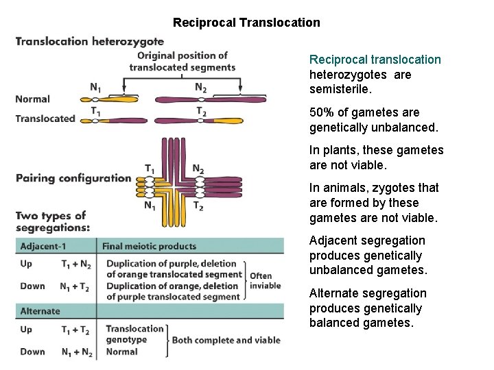 Reciprocal Translocation Reciprocal translocation heterozygotes are semisterile. 50% of gametes are genetically unbalanced. In