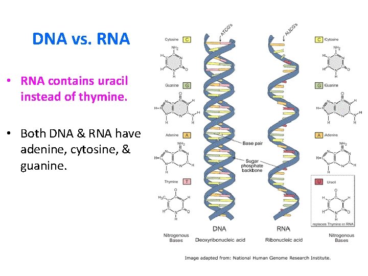 DNA vs. RNA • RNA contains uracil instead of thymine. • Both DNA &