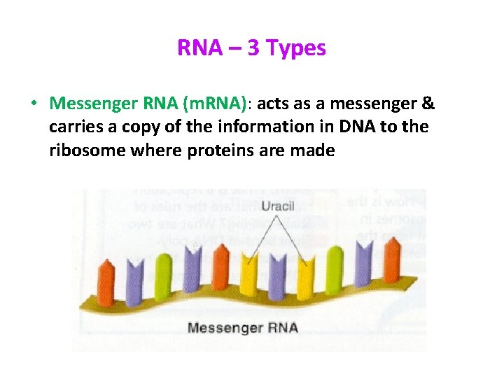 RNA – 3 Types • Messenger RNA (m. RNA): acts as a messenger &