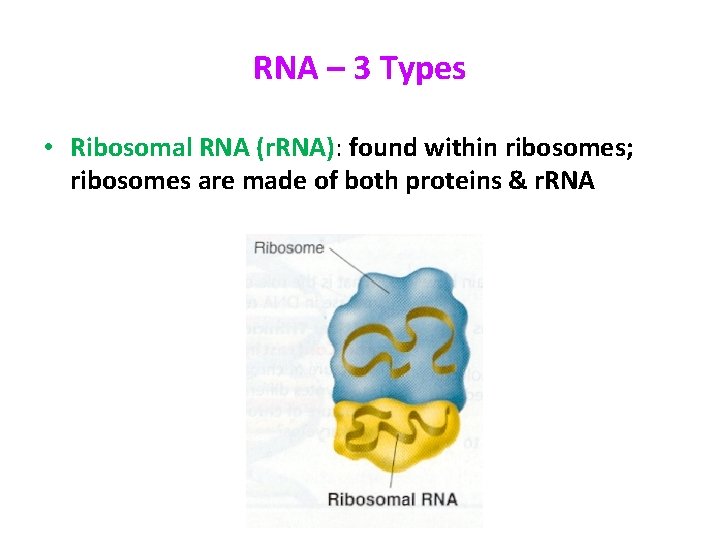 RNA – 3 Types • Ribosomal RNA (r. RNA): found within ribosomes; ribosomes are