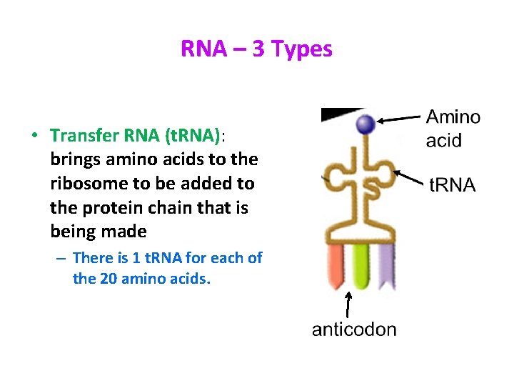 RNA – 3 Types • Transfer RNA (t. RNA): brings amino acids to the