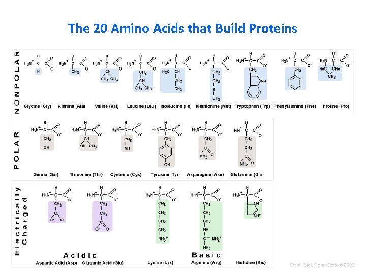 The 20 Amino Acids that Build Proteins 