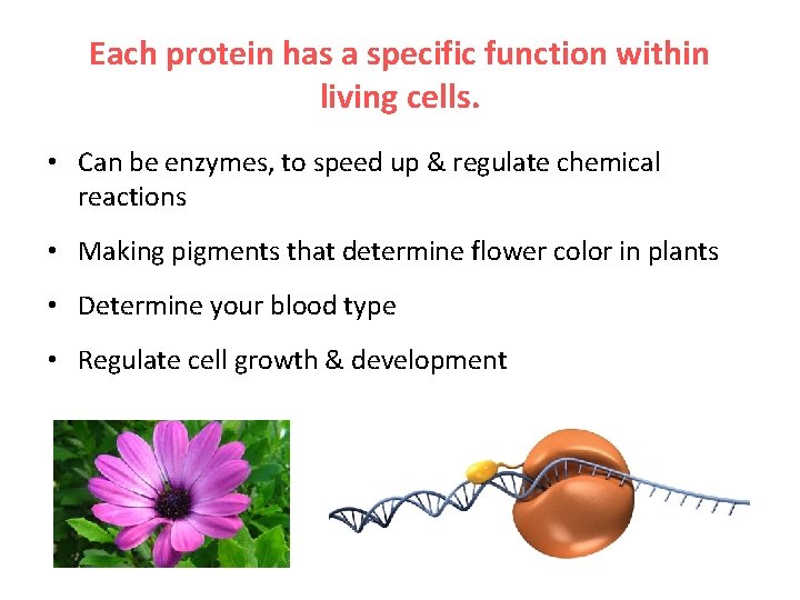 Each protein has a specific function within living cells. • Can be enzymes, to
