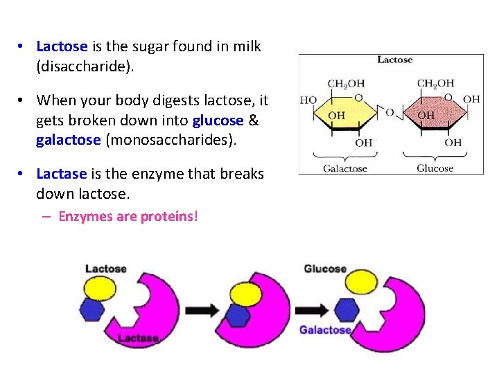  • Lactose is the sugar found in milk (disaccharide). • When your body