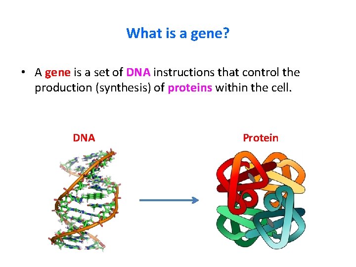 What is a gene? • A gene is a set of DNA instructions that