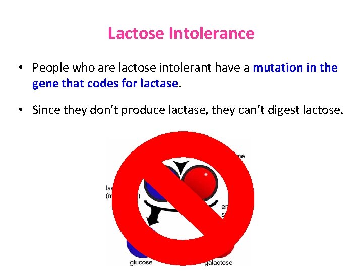 Lactose Intolerance • People who are lactose intolerant have a mutation in the gene
