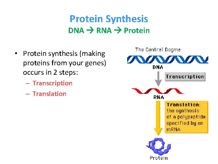 Protein Synthesis DNA RNA Protein • Protein synthesis (making proteins from your genes) occurs