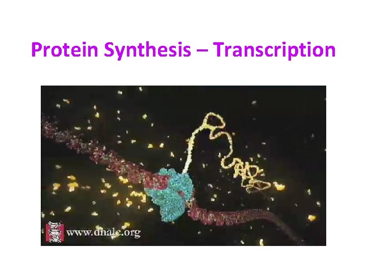 Protein Synthesis – Transcription 
