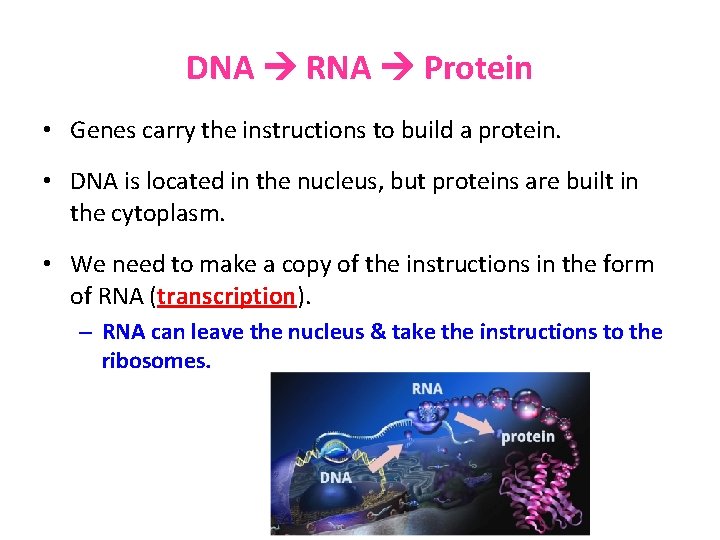 DNA RNA Protein • Genes carry the instructions to build a protein. • DNA