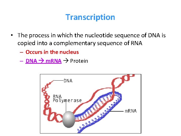 Transcription • The process in which the nucleotide sequence of DNA is copied into