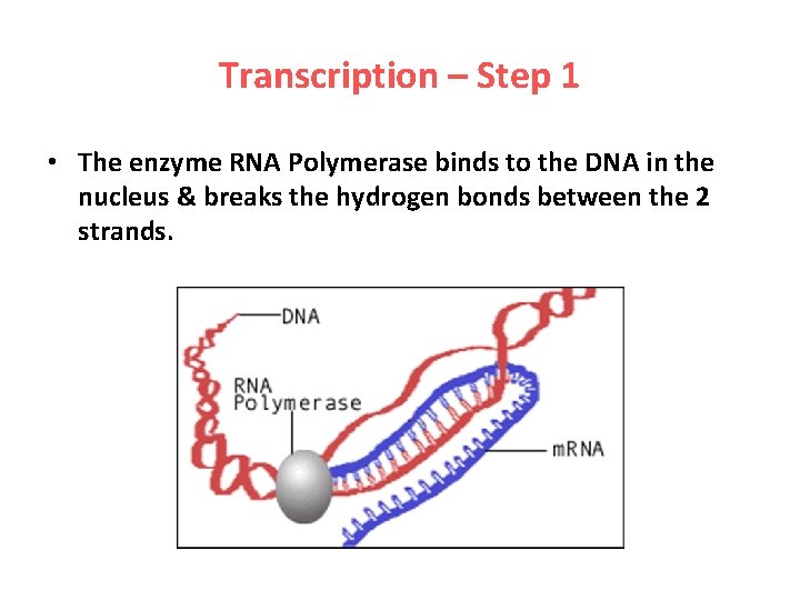 Transcription – Step 1 • The enzyme RNA Polymerase binds to the DNA in