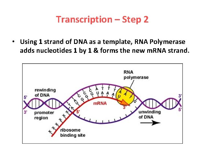 Transcription – Step 2 • Using 1 strand of DNA as a template, RNA