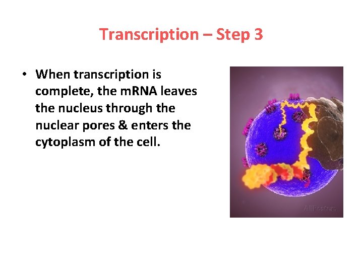 Transcription – Step 3 • When transcription is complete, the m. RNA leaves the