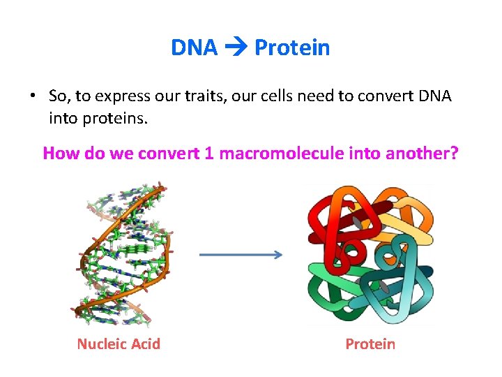 DNA Protein • So, to express our traits, our cells need to convert DNA