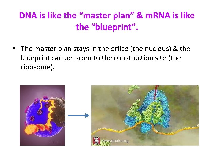 DNA is like the “master plan” & m. RNA is like the “blueprint”. •