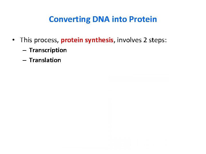 Converting DNA into Protein • This process, protein synthesis, involves 2 steps: – Transcription