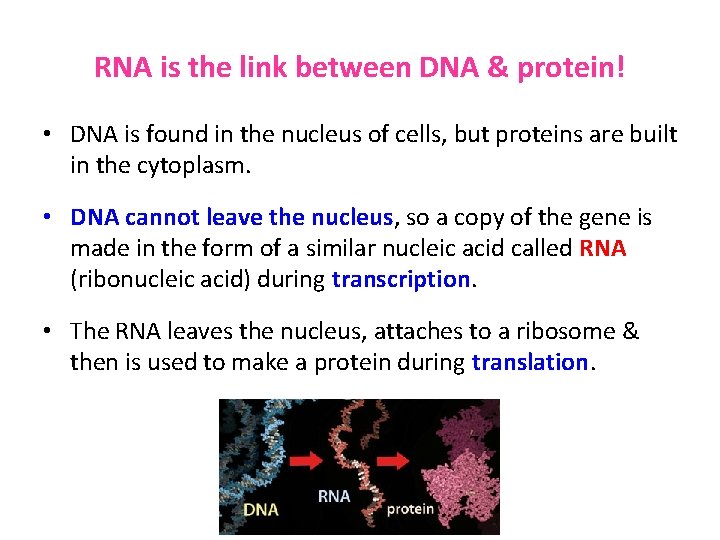 RNA is the link between DNA & protein! • DNA is found in the