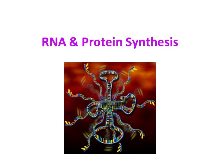 RNA & Protein Synthesis 