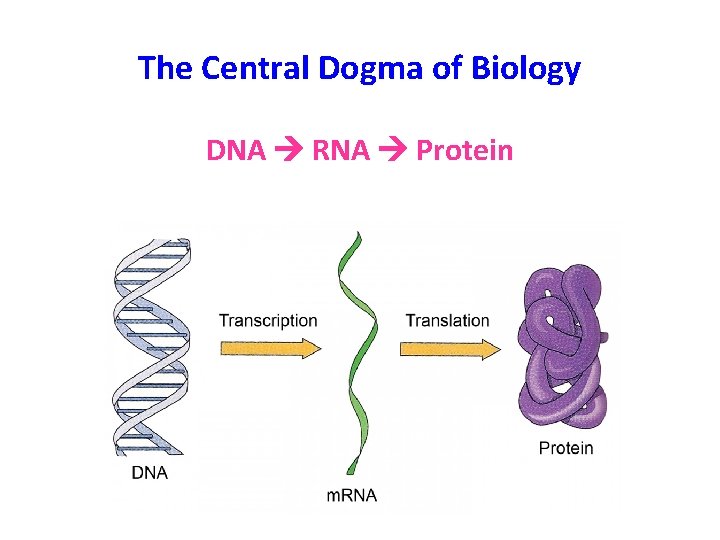 The Central Dogma of Biology DNA RNA Protein 