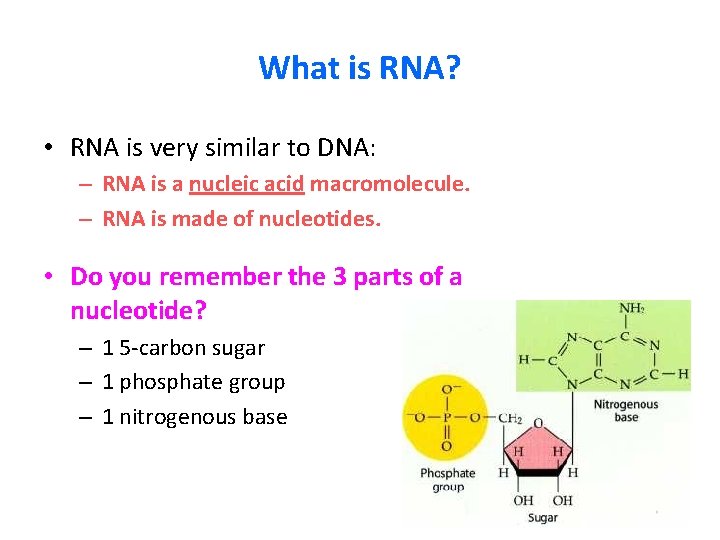 What is RNA? • RNA is very similar to DNA: – RNA is a