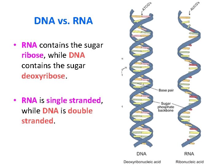 DNA vs. RNA • RNA contains the sugar ribose, while DNA contains the sugar