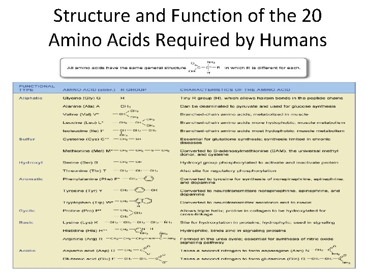 Structure and Function of the 20 Amino Acids Required by Humans Amino acids marked