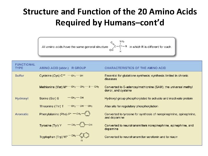 Structure and Function of the 20 Amino Acids Required by Humans–cont’d Amino acids marked