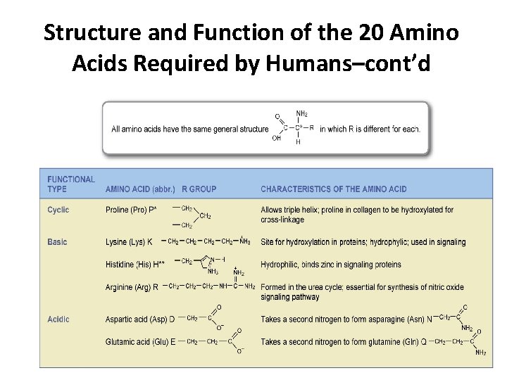 Structure and Function of the 20 Amino Acids Required by Humans–cont’d Amino acids marked