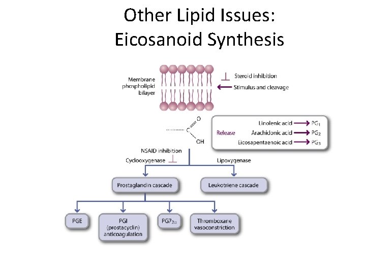 Other Lipid Issues: Eicosanoid Synthesis 