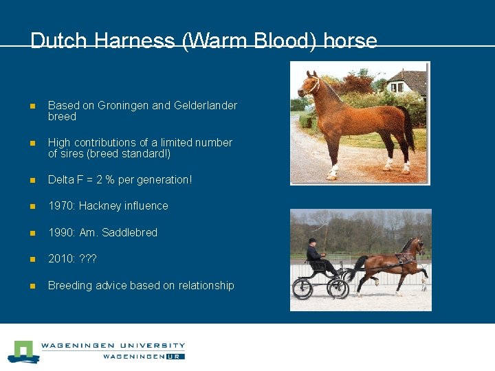 Dutch Harness (Warm Blood) horse n Based on Groningen and Gelderlander breed n High