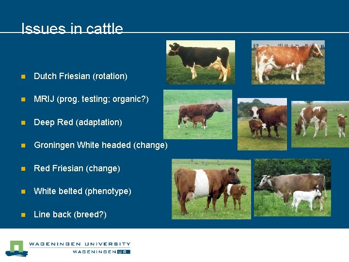 Issues in cattle n Dutch Friesian (rotation) n MRIJ (prog. testing; organic? ) n