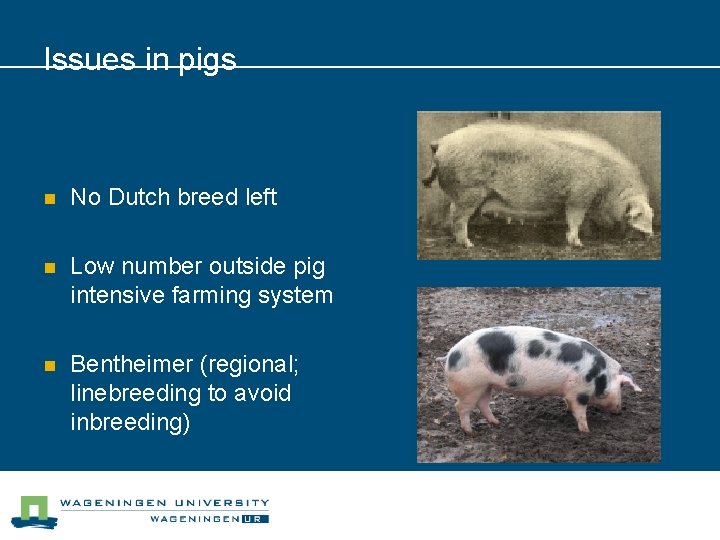 Issues in pigs n No Dutch breed left n Low number outside pig intensive
