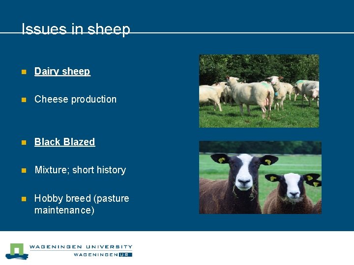 Issues in sheep n Dairy sheep n Cheese production n Black Blazed n Mixture;