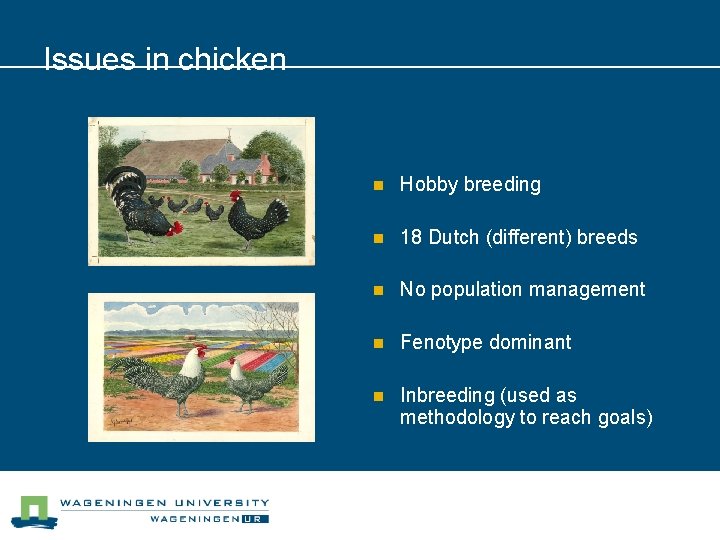 Issues in chicken n Hobby breeding n 18 Dutch (different) breeds n No population