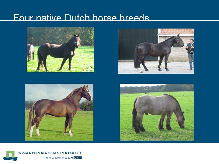 Four native Dutch horse breeds 