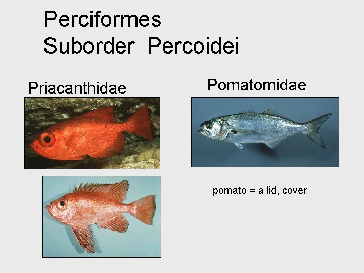 Perciformes Suborder Percoidei Priacanthidae Pomatomidae pomato = a lid, cover 