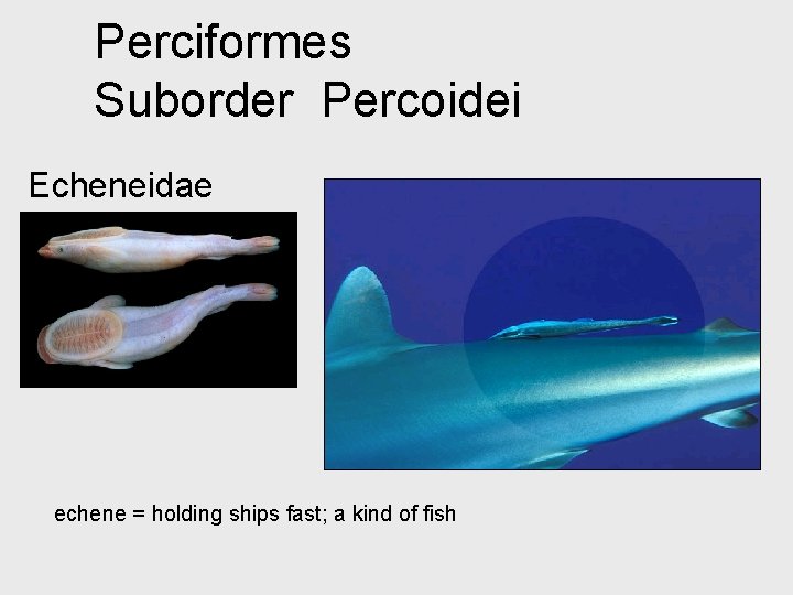 Perciformes Suborder Percoidei Echeneidae echene = holding ships fast; a kind of fish 